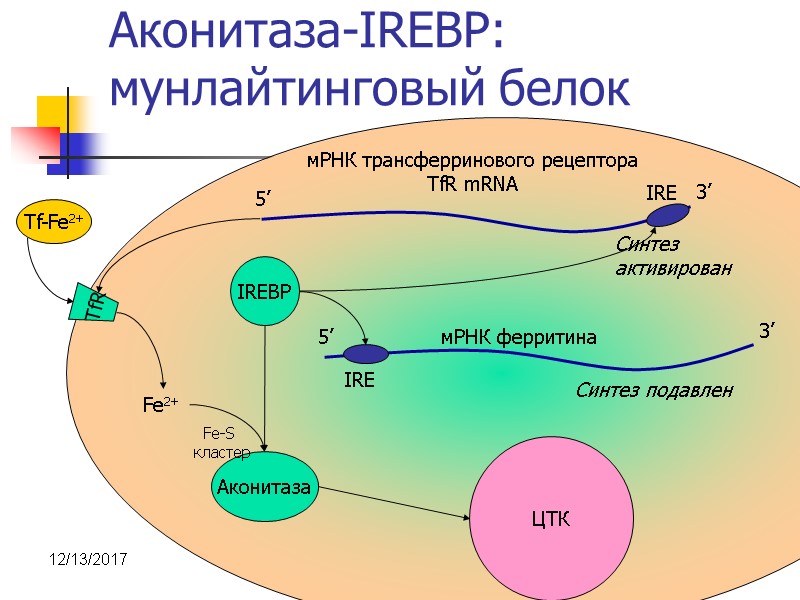 12/13/2017 17 Аконитаза-IREBP: мунлайтинговый белок IREBP Аконитаза 5’ 3’ мРНК трансферринового рецептора TfR mRNA